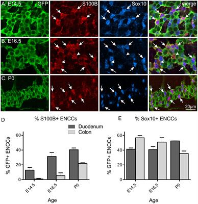 Arundic Acid Prevents Developmental Upregulation of S100B Expression and Inhibits Enteric Glial Development